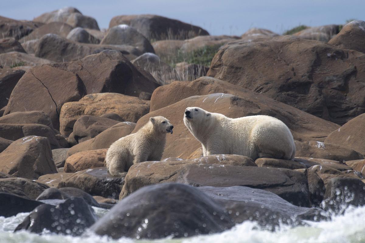 Así viven los osos polares en Hudson Bay, cerca de Churchill (Canadá).