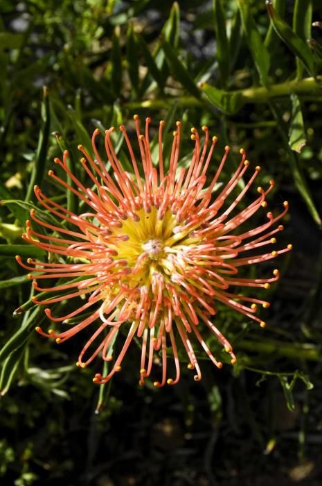 Finca de proteas de Alfonso Mayor