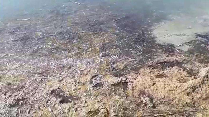 Los vecinos alertan de la presencia de cientos de peces muertos en La Manga