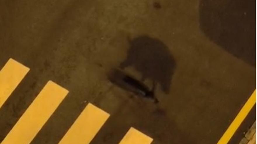 VÍDEO: Un jabalí pasea tranquilamente por La Corredoria en plena noche