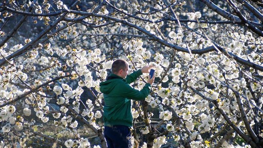 El Centro Excursionista del Campo Arañuelo organiza una ruta para ver el cerezo en flor