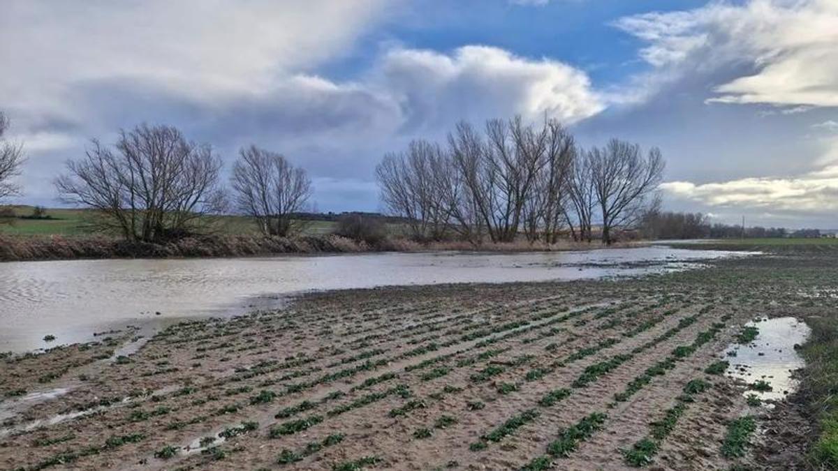 Cultivos anegados por el agua en Zamora