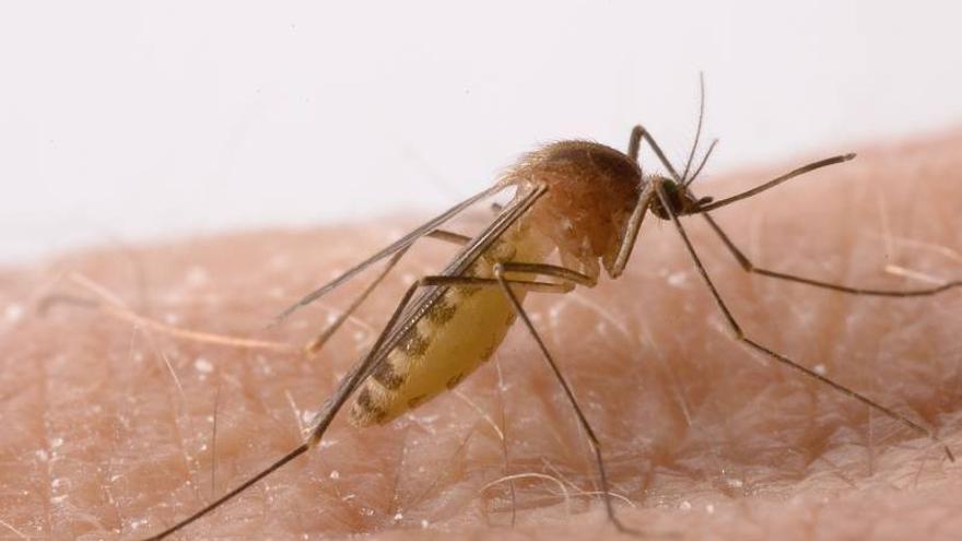 Los mosquitos seguirán activos en Castellón con un otoño lluvioso