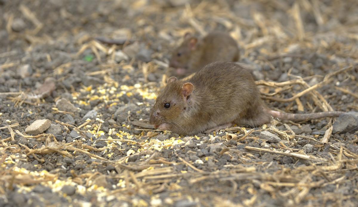 Ratas en Las Palmas de Gran Canaria