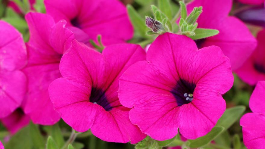 Cómo plantar petunias en una maceta y darle a tu hogar un toque más colorido