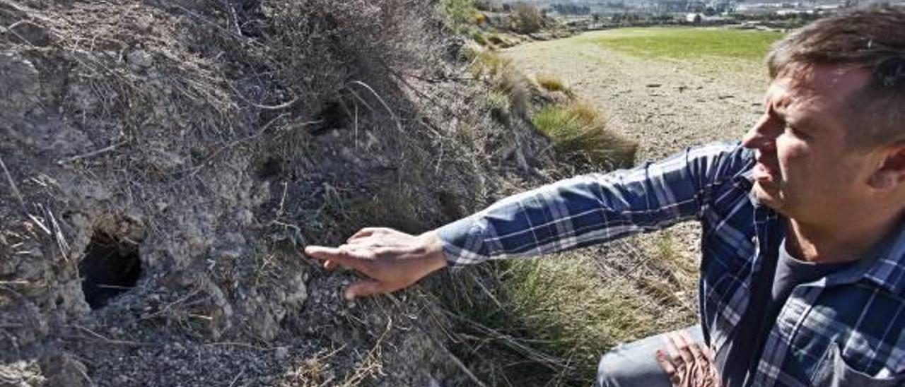 El responsable del sector en La Unió muestra en Alfafara una madriguera junto a un campo de cereales reseco por la falta de lluvias.