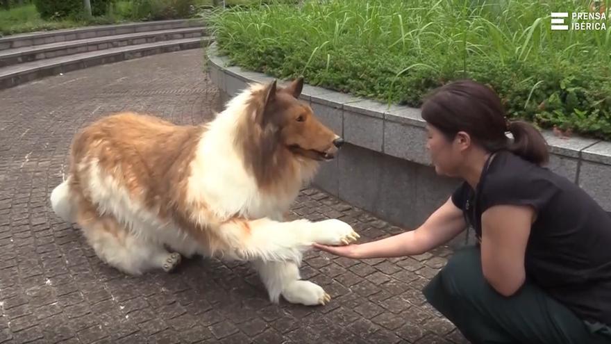 Un hombre paga 12.000 euros para convertirse en un collie