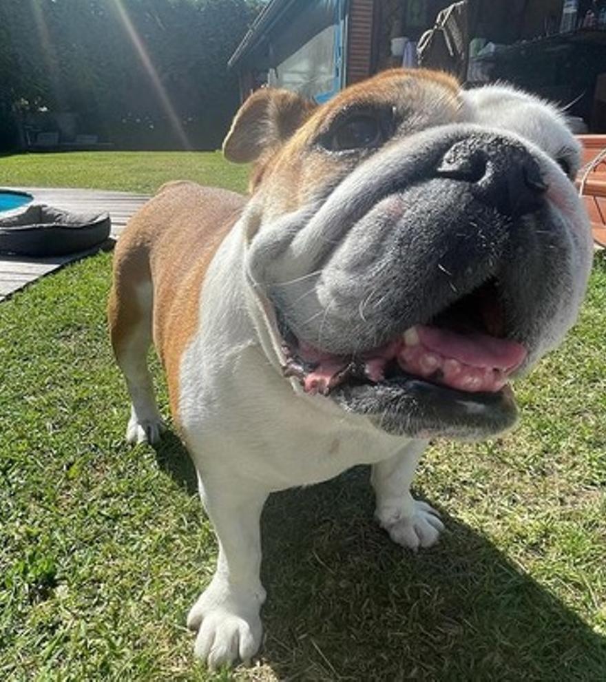 Lola, la bulldog inglesa de Aspas.