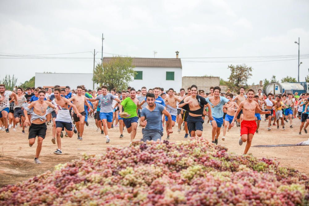 La batalla de los 18.000 kilos de uvas en Binissalem