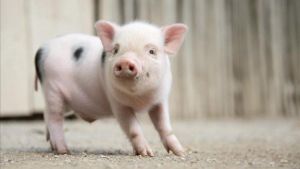 zentauroepp23296555 cerdo vietnamita190329113044
