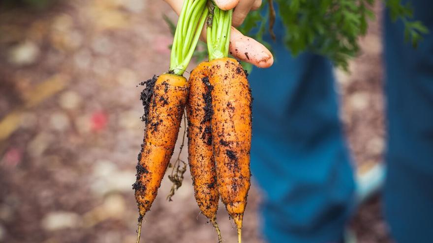 Las verduras no se te volverán a poner &quot;pochas&quot;: los trucos imprescindibles para conservarlas más tiempo