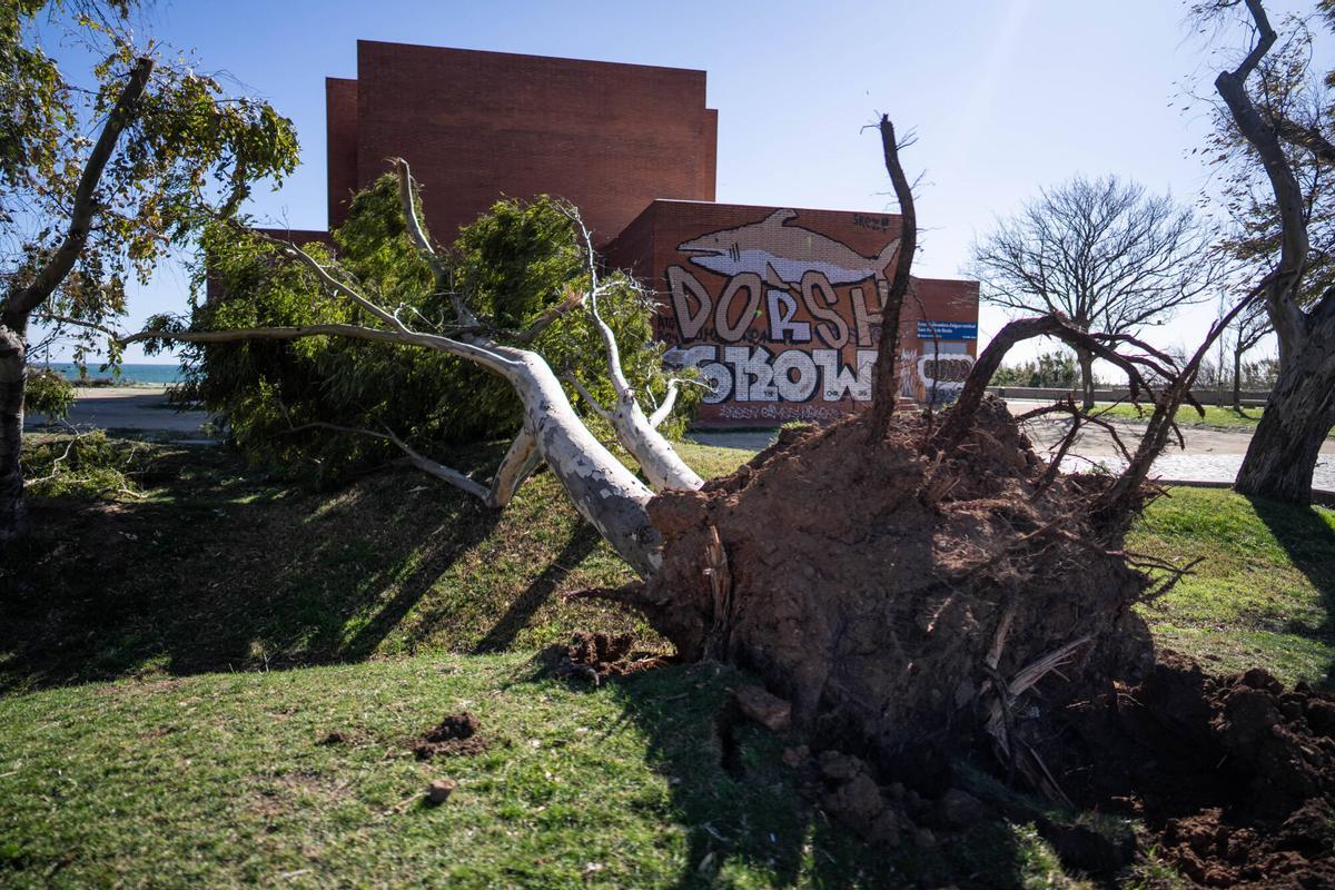 SANT ADRIÀ 12/02/2026 Sociedad. Caida de arboles por el temporal de viento en Sant Adrià.. Foto de Zowy Voeten