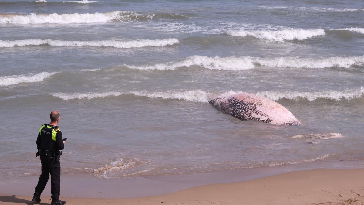 Aparece una ballena muerta en Guardamar