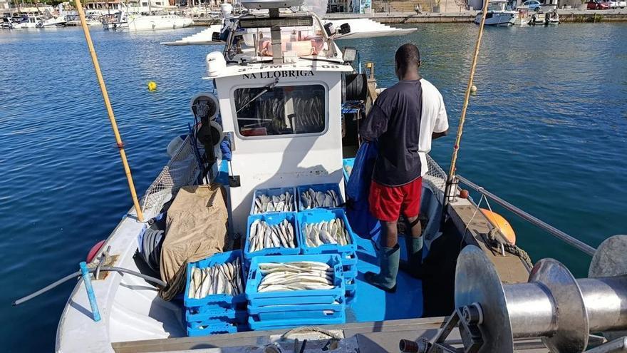 FOTOS | Las primeras llampugas llegan al puerto de Cala Rajada