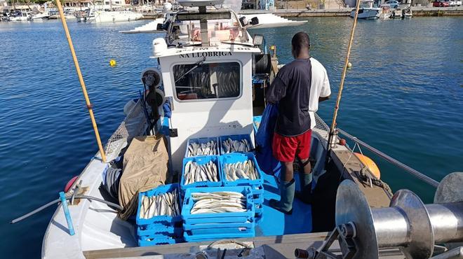 FOTOS | Las primeras llampugas llegan al puerto de Cala Rajada