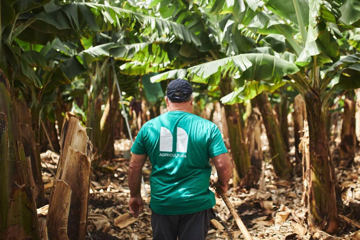 Finca de plataneras (FSM Agricultura)