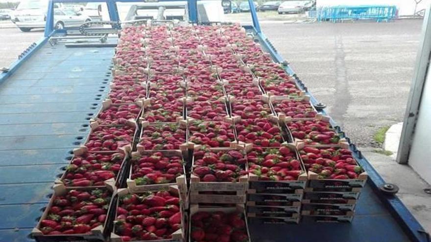 requisados 450 kilos de fresas