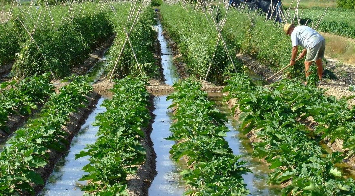 La alimentación vegana reduce el impacto sobre el clima