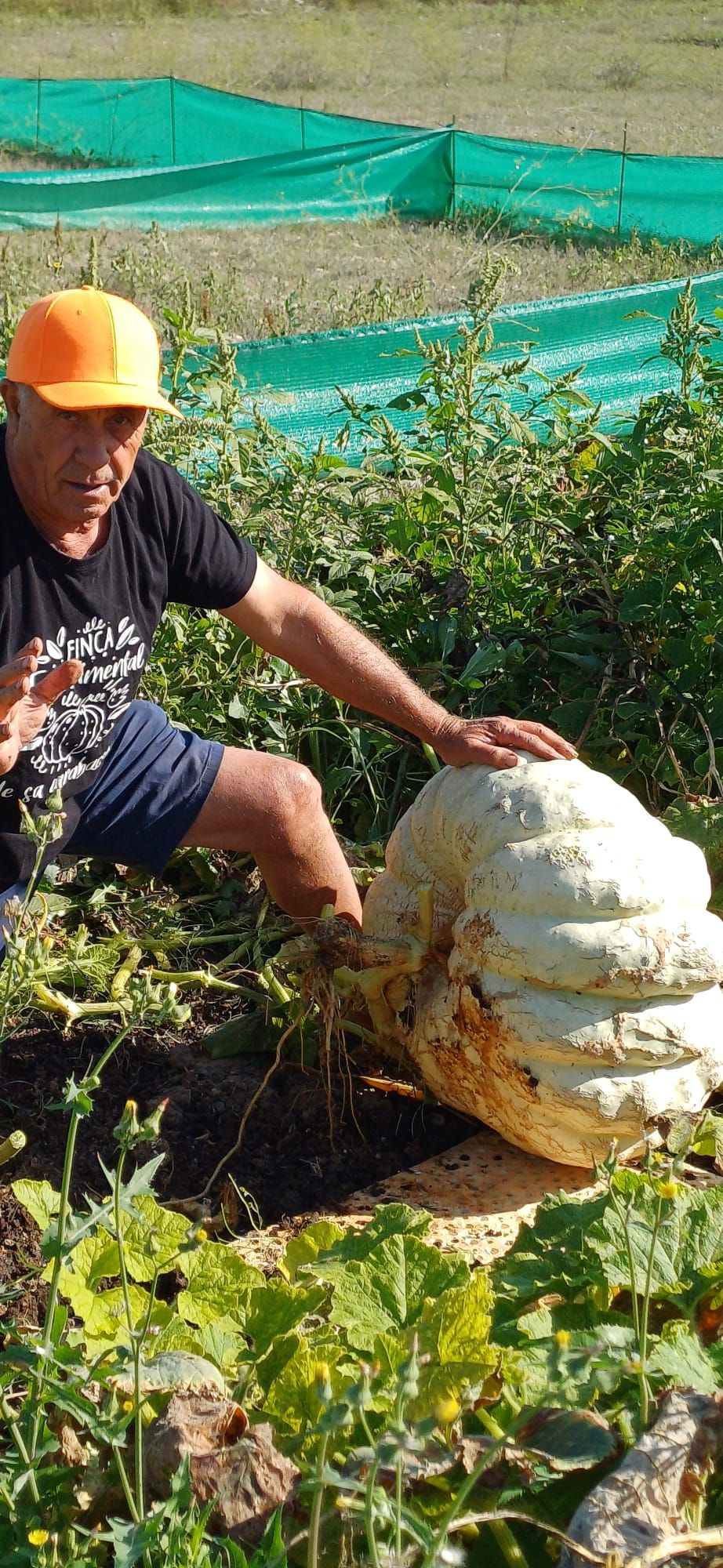 FOTOS | Muro recoge las calabazas sembradas en la finca experimental