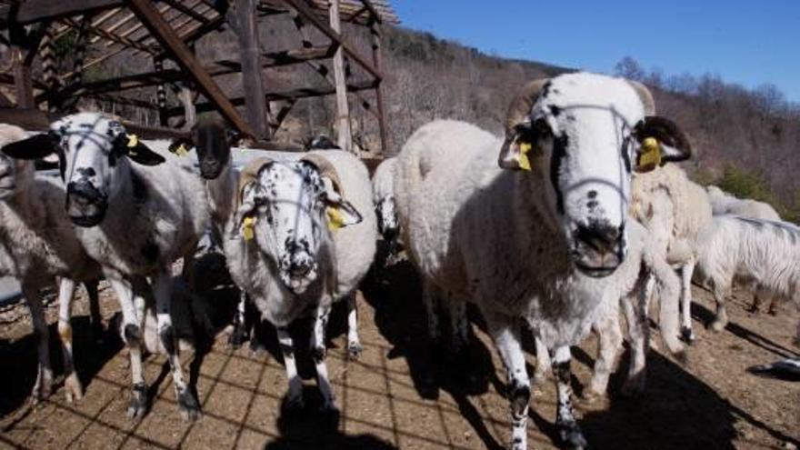 Xais en una granja de Riudaura, a la Garrotxa.