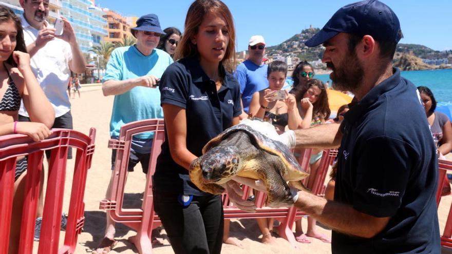 Alliberen a Blanes una tortuga que va quedar enganxada a les xarxes d&#039;un pescador