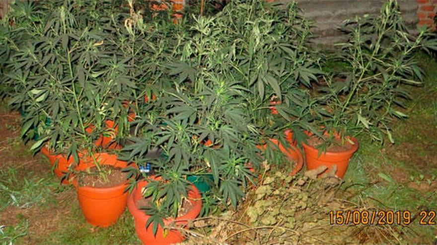 Detenido un vecino de Fene por poseer 56 plantas de marihuana en su casa