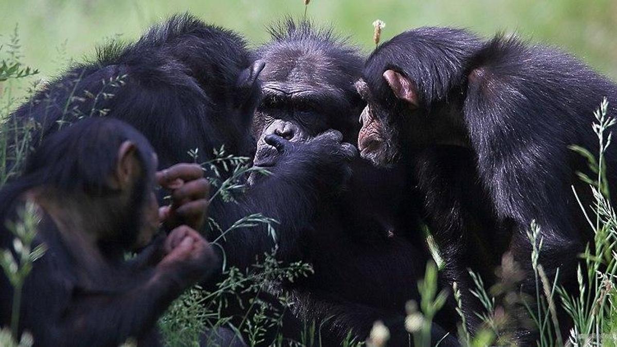 La agresión natural de los chimpancés se habría extrapolado erróneamente al antepasado común entre humanos y chimpancés.