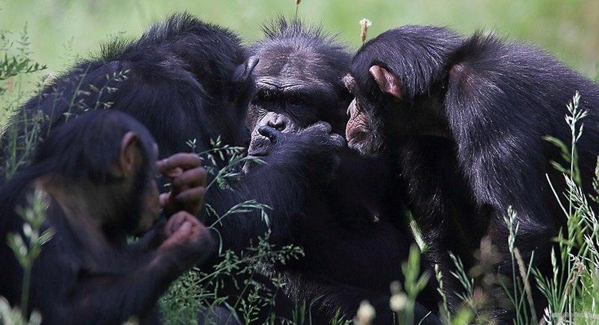 La agresión natural de los chimpancés se habría extrapolado erróneamente al antepasado común entre humanos y chimpancés.