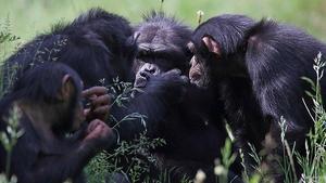 La agresión natural de los chimpancés se habría extrapolado erróneamente al antepasado común entre humanos y chimpancés.