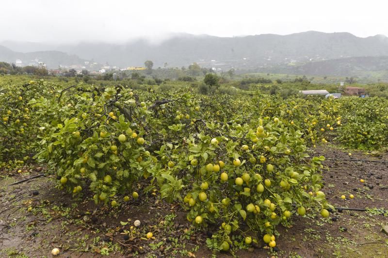 Los agricultores grancanarios celebran el paso de Filomena