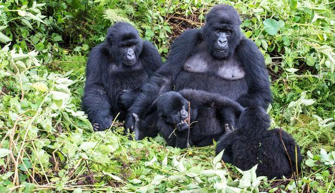 Group of Mountain Gorillas Rwanda