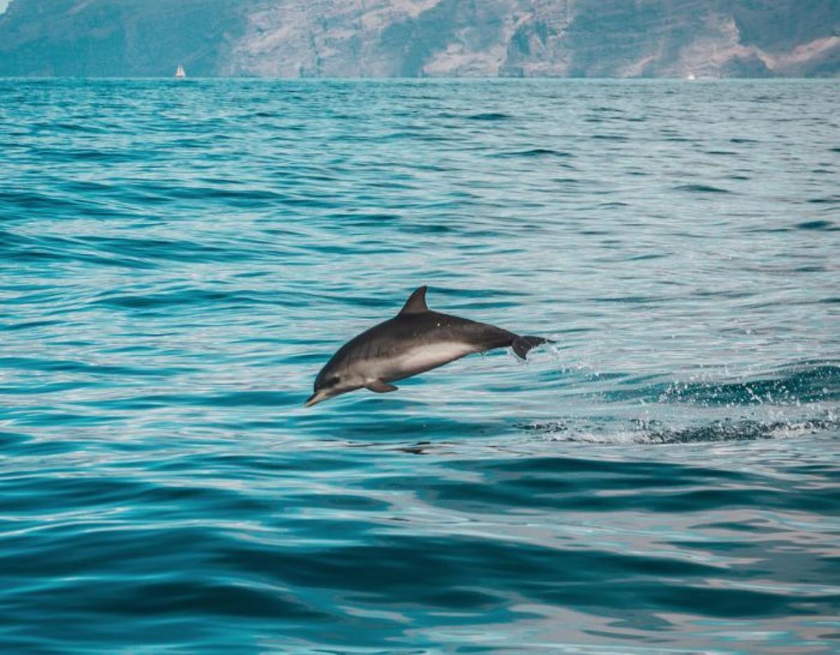 Un estudio revela que 78 ejemplares de delfines habitan en aguas de Cabrera