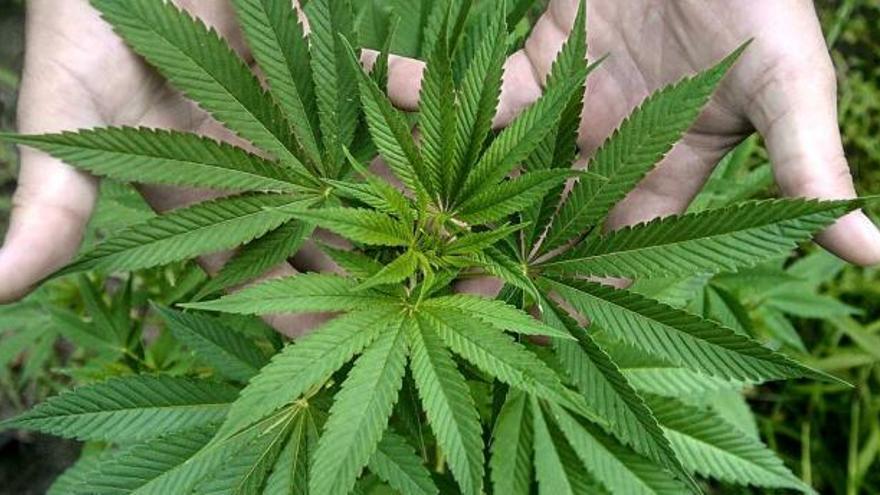 Una planta de marihuana en una foto de archivo.