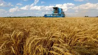 "Es una puñalada por la espalda": países de África censuran la decisión de Rusia de no renovar el acuerdo del grano