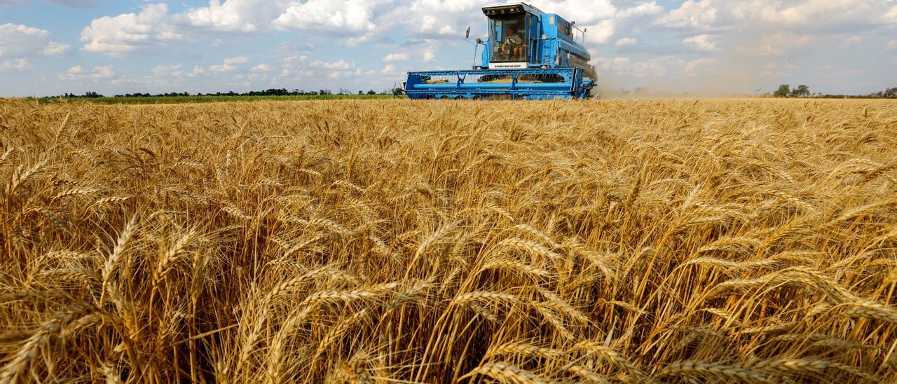 Una cosechadora recoge trigo en la aldea ucraniana de Muzykivka, controlada por Rusia, en la región de Jersón.