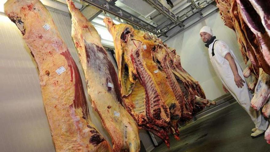 Los ejemplares sacrificados en el matadero.