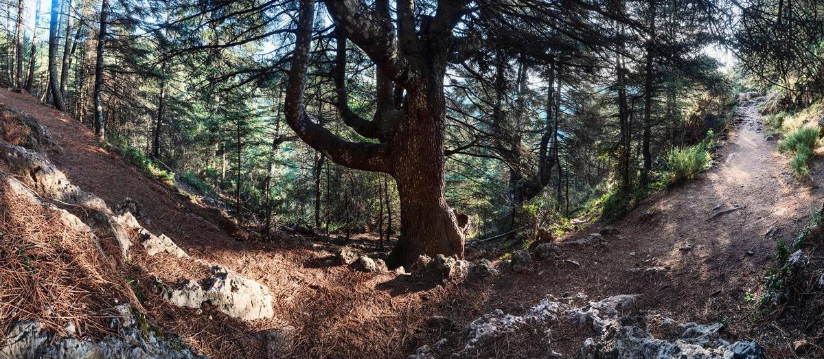 Uno de los ejemplares de pinsapo más singularesque pueden encontrarse en este espacio protegido. Sierra de las Nieves