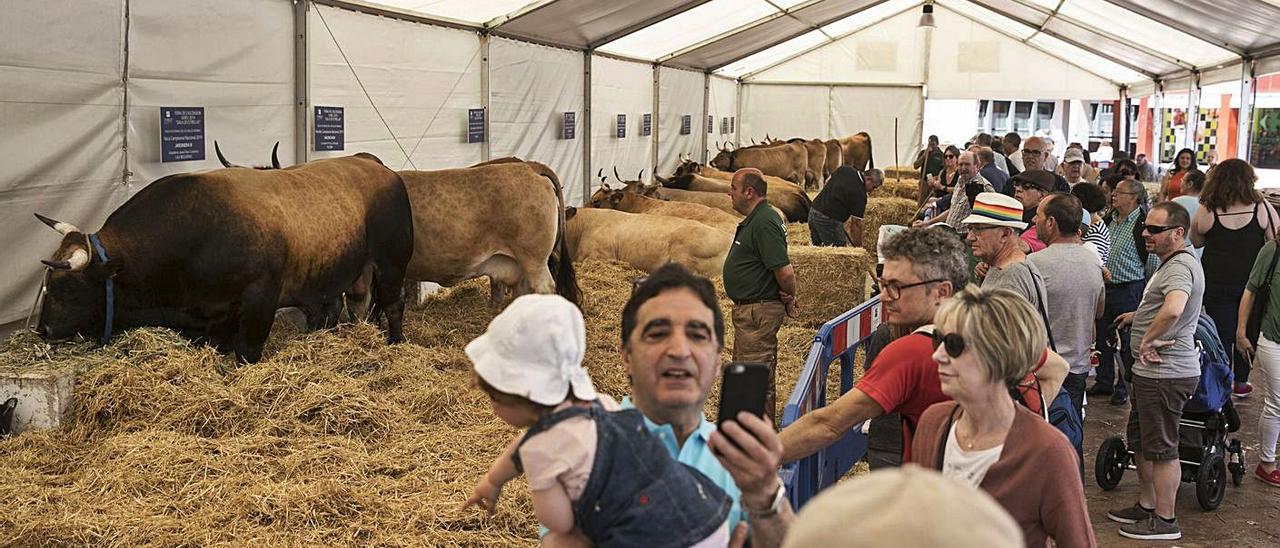 Una de las carpas con ganado montadas en la Losa durante la Ascensión de 2019. | Miki López