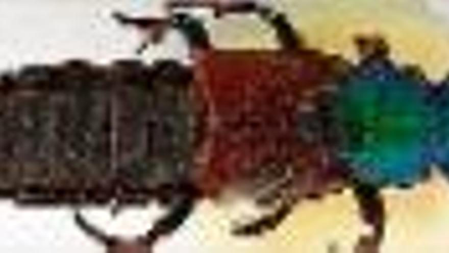 Un escarabat reapareix 180 anys després