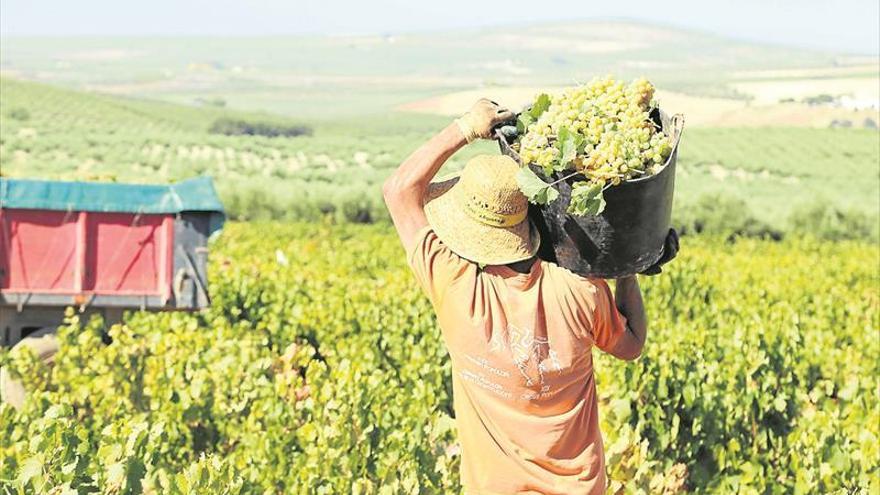 La vendimia concluye con un aforo final de 44 millones de kilos de uva