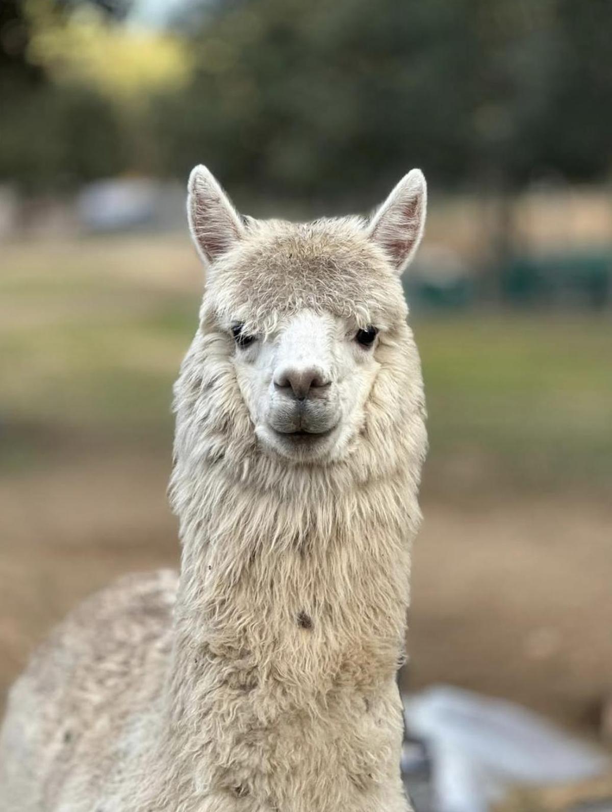 La alpaca de Macarena Gómez y Aldo Comas