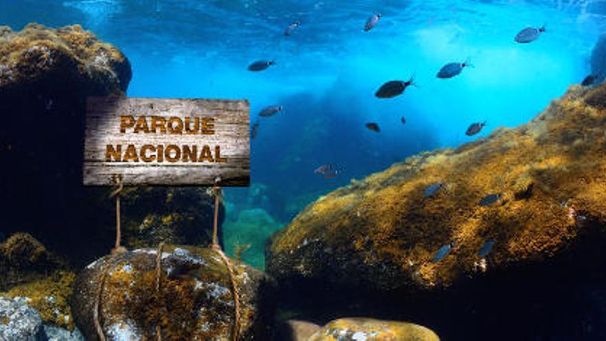 WWF propone en El Hierro el primer parque nacional 100% marino - La  Provincia