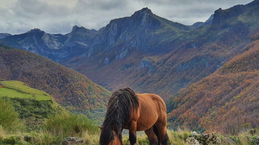 Disfruta la gran cita con el caballo en Belmonte, un encuentro ecuestre que tendrá lugar este fin de semana en el centro occidental asturiano