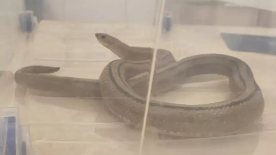 Troben una serp agressiva en una casa de Piera