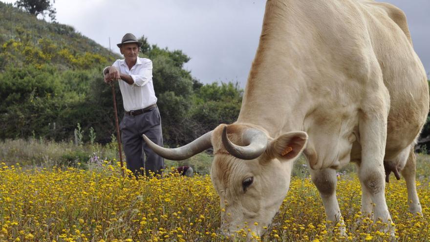 El Cabildo de Tenerife subvenciona a la ganadería el servicio veterinario y farmacéutico