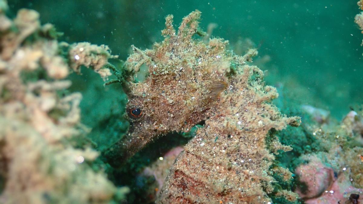 Un caballito de mar barcelonés mira de reojo durante una inmersión de Anèl•lides.