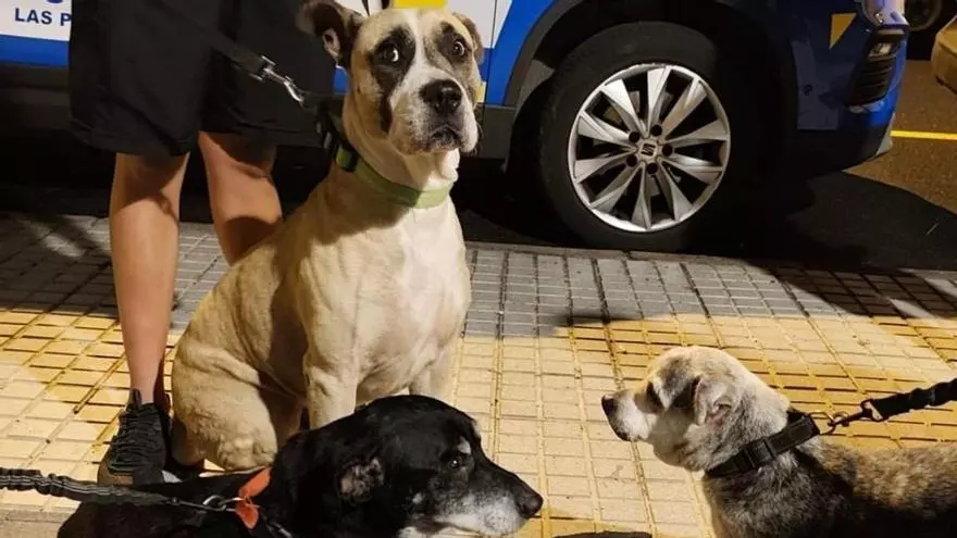 Estos son los tres perros abandonados en Guanarteme