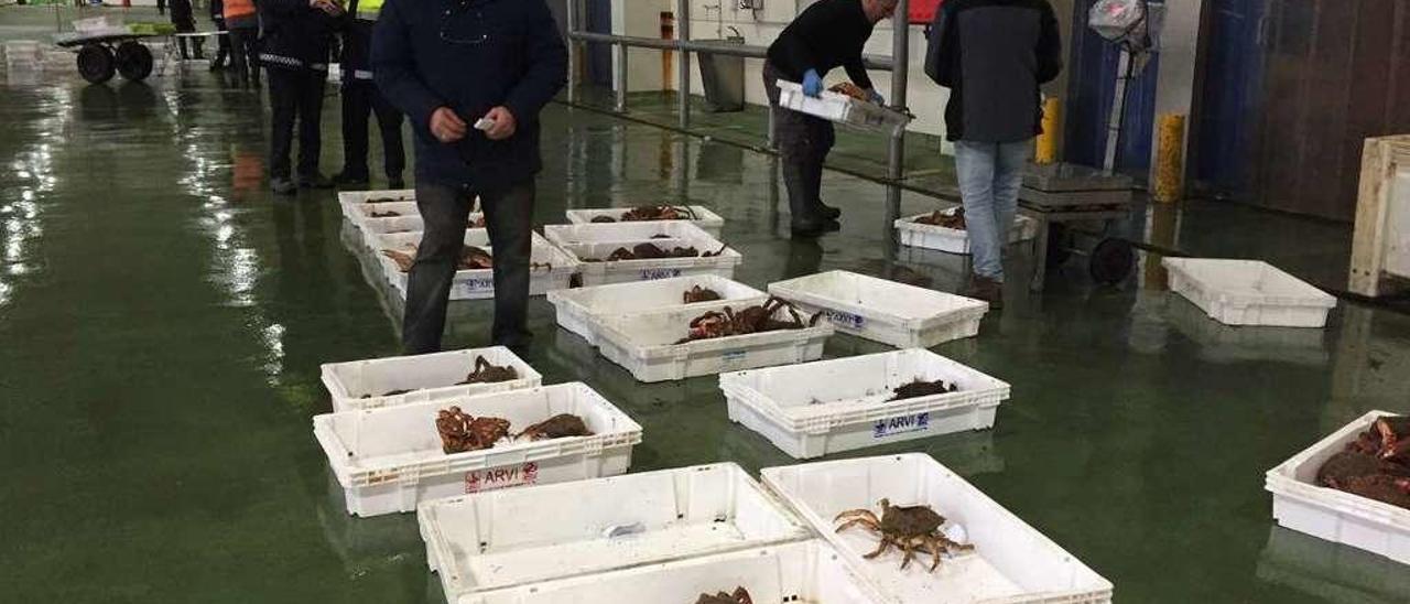 Lotes de centolla tras su subasta en la lonja de O Berbés hace unas semanas. // L.G.