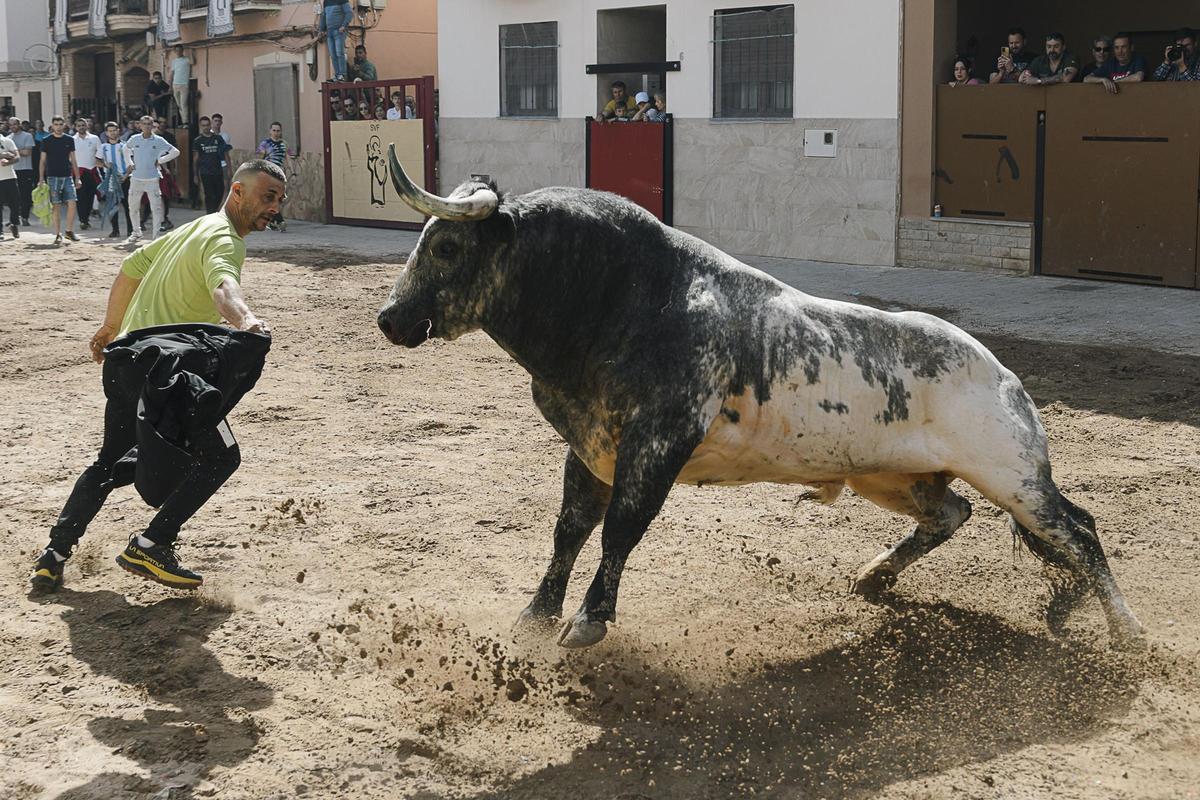 Por primera vez en Sant Vicent hubo toro matinal, un ejemplar de La Quinta.