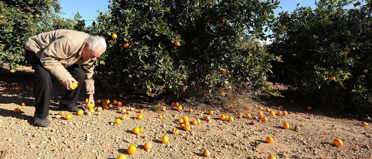 Imagen de archivo en la que un agricultor de avanzada edad muestra naranjas en el suelo fruto de una mala campaña.